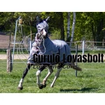 Grey légytakaró nyakrésszel HKM