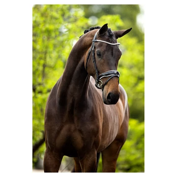 Plymouth II bőr kantár BR Plymouth II bőr kantár BR