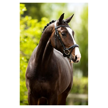 Longridge anatómiai bőr kantár BR fekete  Longridge anatómiai bőr kantár BR fekete