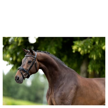 BR Lynton bőr kantár fekete BR Lynton bőr kantár fekete