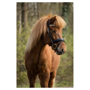 BR Izlandi kantár fekete cob méret