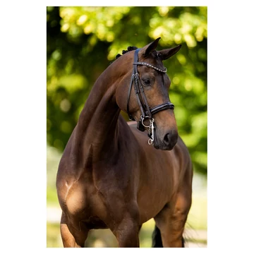 Weymouth Wendover kantár full méret Weymouth Wendover kantár full méret