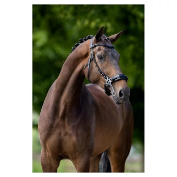 Lydney Hackamore kantár BR full méret Lydney Hackamore kantár BR full méret