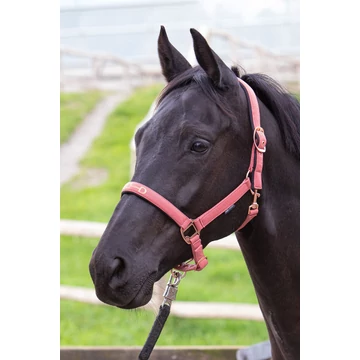 Harry's Horse kötőfék zabla mintával rózsaszín full méret